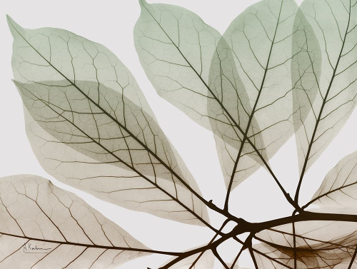 Earthy Magnolia Poster Print by Albert Koetsier - Item # VARPDXAK8RC323A