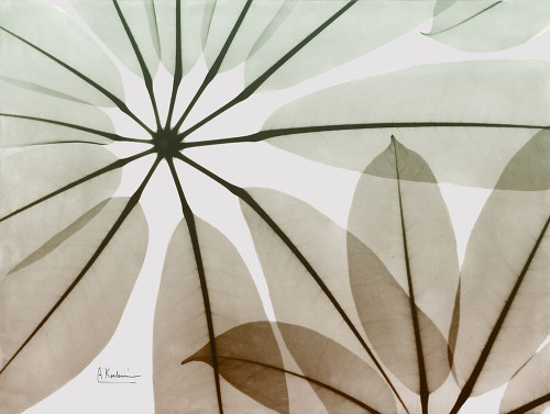 Earthy Brassai Poster Print by Albert Koetsier - Item # VARPDXAK8RC323B