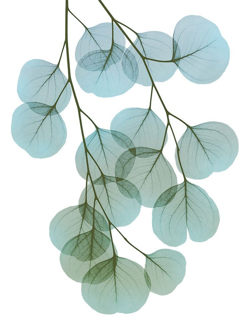 Vibrant Eucalyptus 2 Poster Print by Albert Koetsier