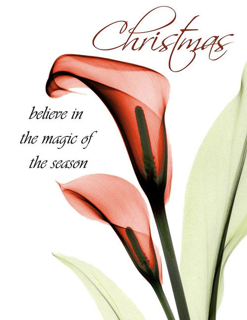Christmas Calla Lily Poster Print by Albert Koetsier - Item # VARPDXAK8RC576G