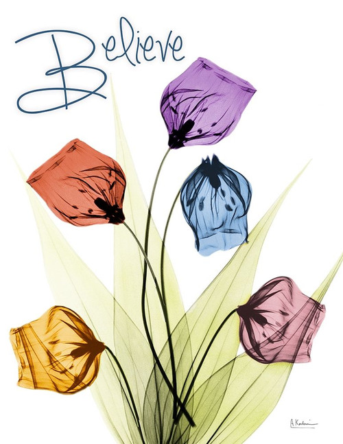 Believing Sandersonia Poster Print by Albert Koetsier - Item # VARPDXAK8RC577E