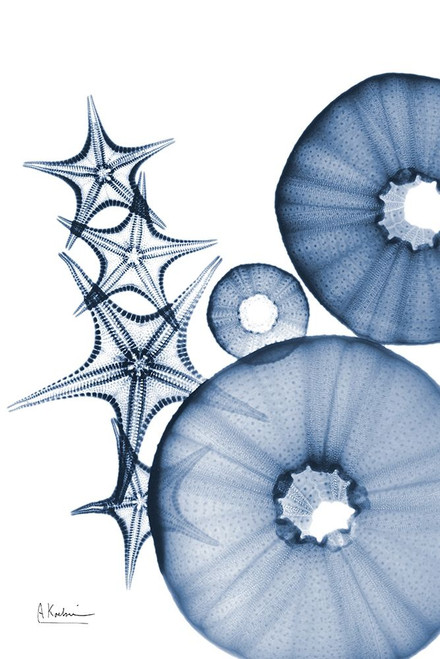 Indigo Aquatic Universe 1 Poster Print by Albert Koetsier - Item # VARPDXAK8RC579A