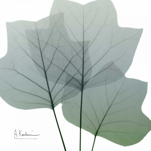 Rainy Tulip Tree Poster Print by Albert Koetsier