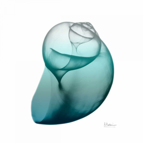 Teal Water Snail Poster Print by Albert Koetsier - Item # VARPDXAK8SQ030A