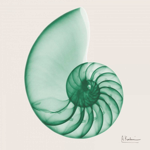 Jade Water Snail Poster Print by Albert Koetsier - Item # VARPDXAK8SQ038F
