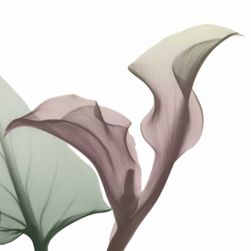 Natural Luster Callaqua Poster Print by Albert Koetsier - Item # VARPDXAK8SQ048A