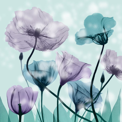 Midnight Flowerscape Poster Print by Albert Koetsier - Item # VARPDXAK8SQ078A