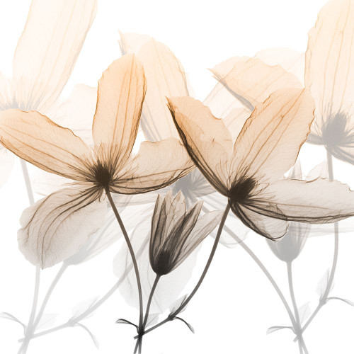 Bittersweet Clematis Poster Print by Albert Koetsier