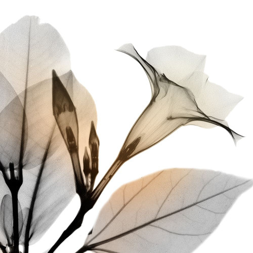 Sunrise Mandelilla Poster Print by Albert Koetsier - Item # VARPDXAK8SQ200A