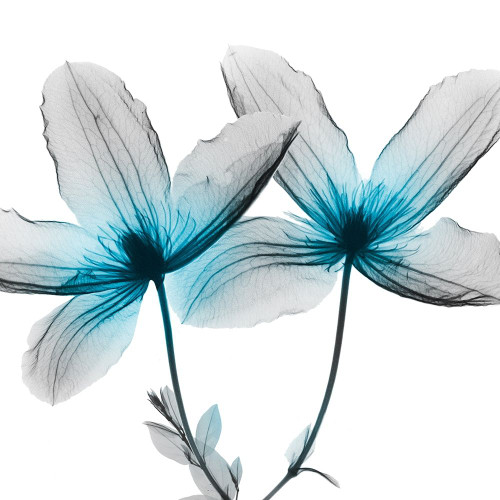 Vibrant Clematis 2 Poster Print by Albert Koetsier