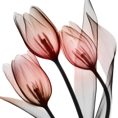 Splendid Tulips Poster Print by Albert Koetsier