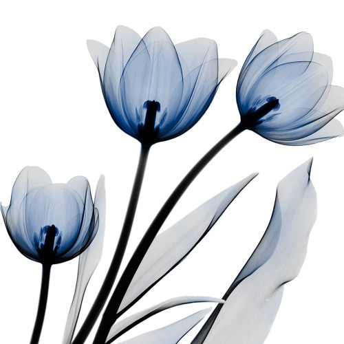 Brilliant Night Tulips C68 Poster Print by Albert Koetsier - Item # VARPDXAK8SQ206A