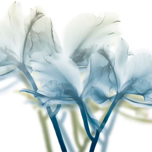 Unfocused Beauty 3 Poster Print by Albert Koetsier - Item # VARPDXAK8SQ214C