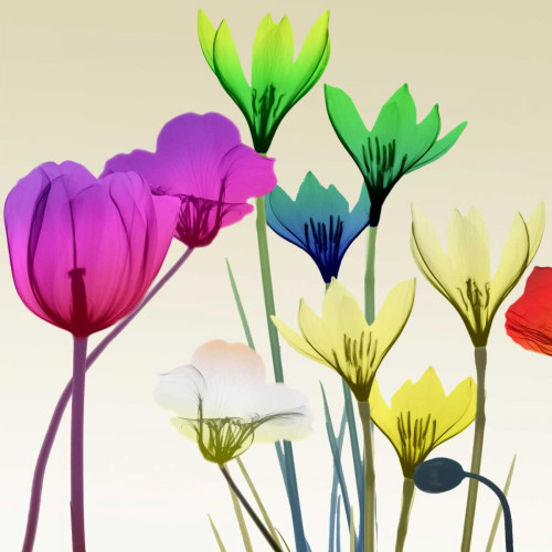 Floral Calm Pop Mate Poster Print by Albert Koetsier - Item # VARPDXAK8SQ392B