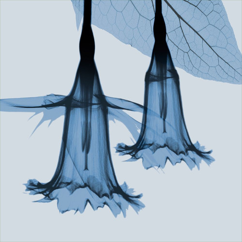 Indigo Daffodil 1 Poster Print by Albert Koetsier