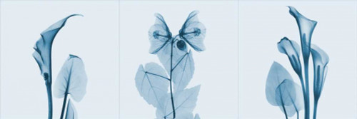 Lilies Triple in Blue Poster Print by Albert Koetsier - Item # VARPDXAKPL010