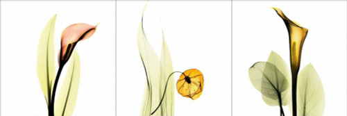 Sandersonia Triple Poster Print by Albert Koetsier - Item # VARPDXAKPL015