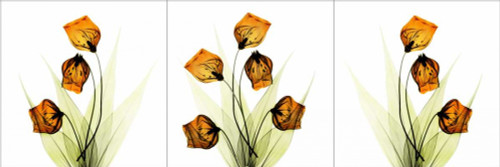Sandersonia Triple in Gold Poster Print by Albert Koetsier - Item # VARPDXAKPL016