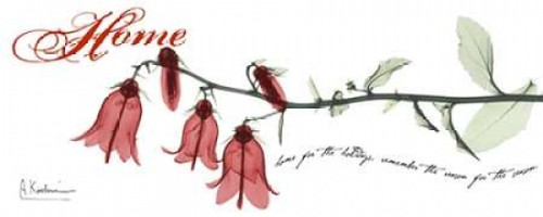 Campanula  Home Poster Print by Albert Koetsier - Item # VARPDXAKPL056B