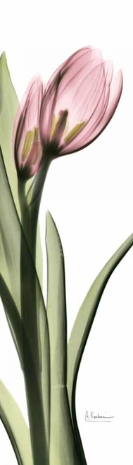 Tulip in Color 1 Poster Print by Albert Koetsier