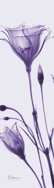 Gentian in Purple Poster Print by Albert Koetsier - Item # VARPDXAKPL075A