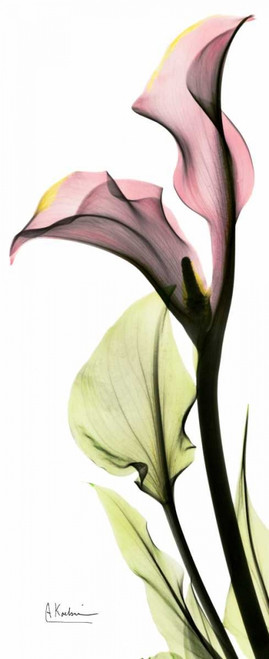 Calla Lily in Color Poster Print by Albert Koetsier - Item # VARPDXAKPL082