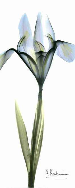 Iris in Blue Poster Print by Albert Koetsier - Item # VARPDXAKPL090