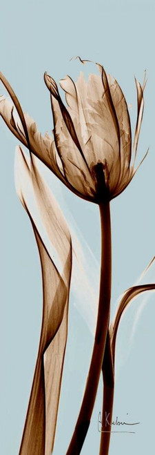 Tulip Brown on Blue Poster Print by Albert Koetsier - Item # VARPDXAKPL094