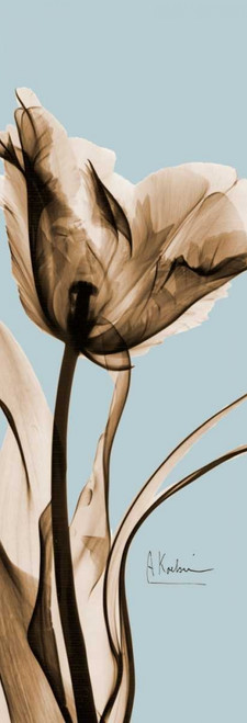Tulip Brown on Blue 2 Poster Print by Albert Koetsier - Item # VARPDXAKPL095