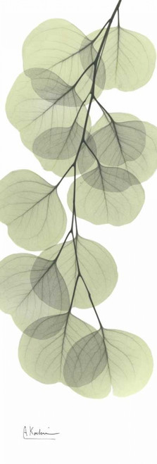 Eucalyptus in Green 3 Poster Print by Albert Koetsier