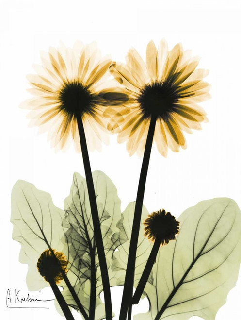Gerbera in Color 2 Poster Print by Albert Koetsier
