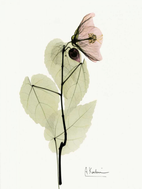 Abutulon Poster Print by Albert Koetsier - Item # VARPDXAKRC008