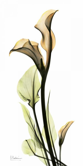 Calla Lily Poster Print by Albert Koetsier - Item # VARPDXAKRC012L