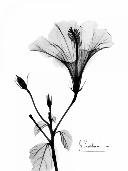 Hibiscus  Poster Print by Albert Koetsier - Item # VARPDXAKRC026A4