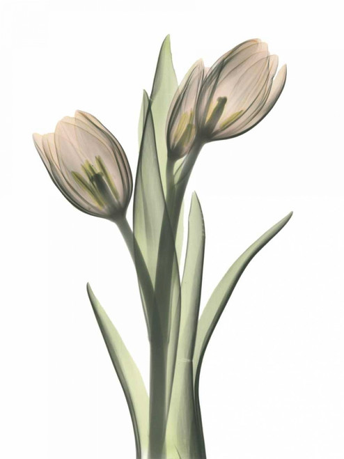 Tulip Pair in Color Poster Print by Albert Koetsier - Item # VARPDXAKRC031