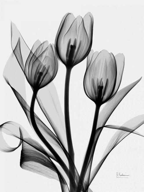 Tulips Poster Print by Albert Koetsier - Item # VARPDXAKRC032B2