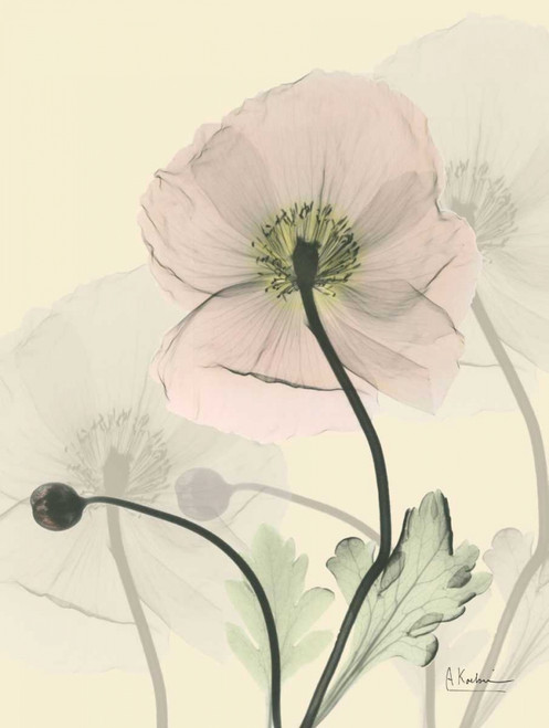 Mandelilla in Color  on Beige 2 Poster Print by Albert Koetsier - Item # VARPDXAKRC035BZ