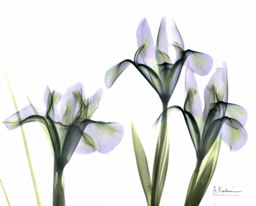 Blue Iris Triple Poster Print by Albert Koetsier - Item # VARPDXAKRC042D1