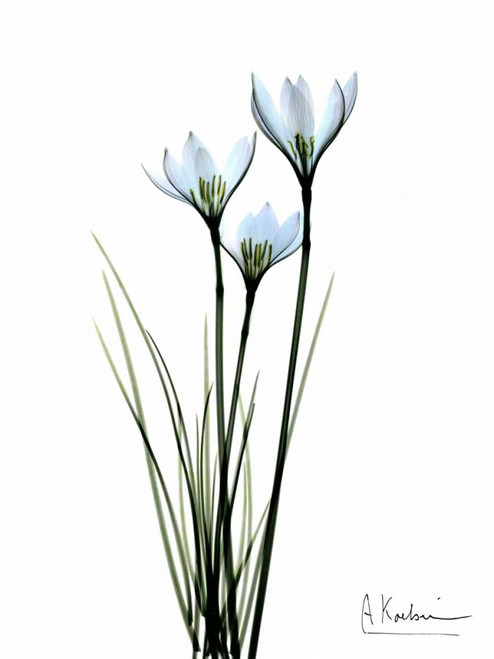 White Rain Lily Poster Print by Albert Koetsier - Item # VARPDXAKRC043A
