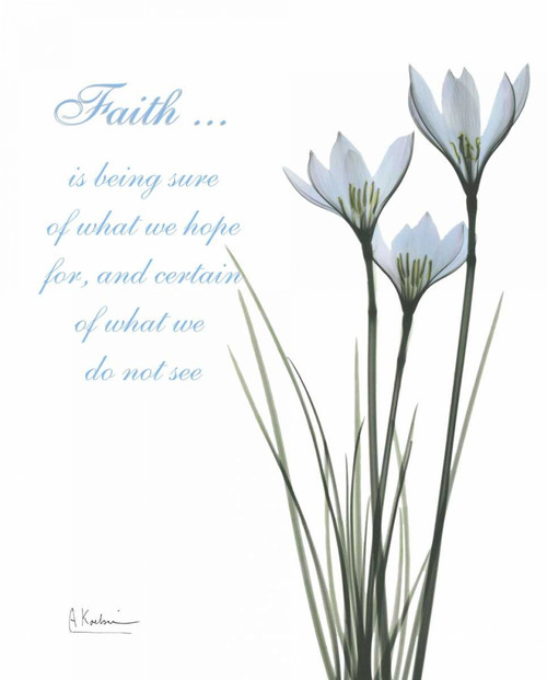 White Rain Lily - Faith Poster Print by Albert Koetsier - Item # VARPDXAKRC043B1