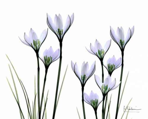 White Rain Lily in Bloom Poster Print by Albert Koetsier - Item # VARPDXAKRC043D1