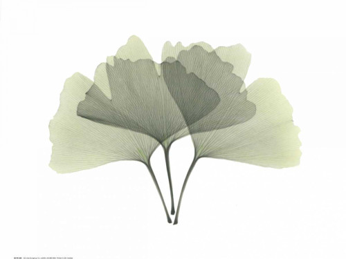 Ginkgo Poster Print by Albert Koetsier