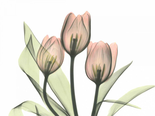 Pink Tulip Bunch Poster Print by Albert Koetsier - Item # VARPDXAKRC053