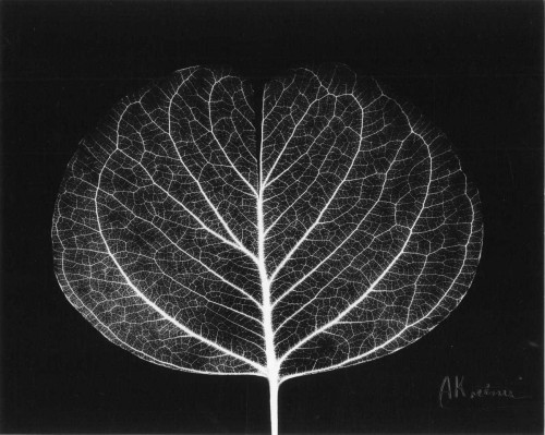 Eucalyptus Close Up on Black Poster Print by Albert Koetsier - Item # VARPDXAKRC054D