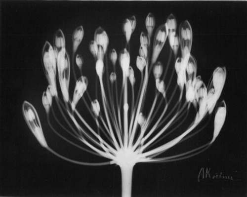 Lily of the Nile Poster Print by Albert Koetsier - Item # VARPDXAKRC059