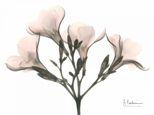 Oleander in Pink Poster Print by Albert Koetsier - Item # VARPDXAKRC089