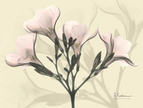 Oleander in Pink on Beige Poster Print by Albert Koetsier - Item # VARPDXAKRC089A