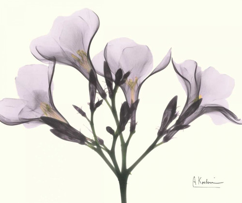 Oleander in Purple Poster Print by Albert Koetsier - Item # VARPDXAKRC089D
