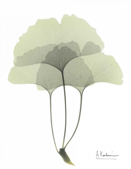 Gingko in Pale Green 3 Poster Print by Albert Koetsier - Item # VARPDXAKRC095