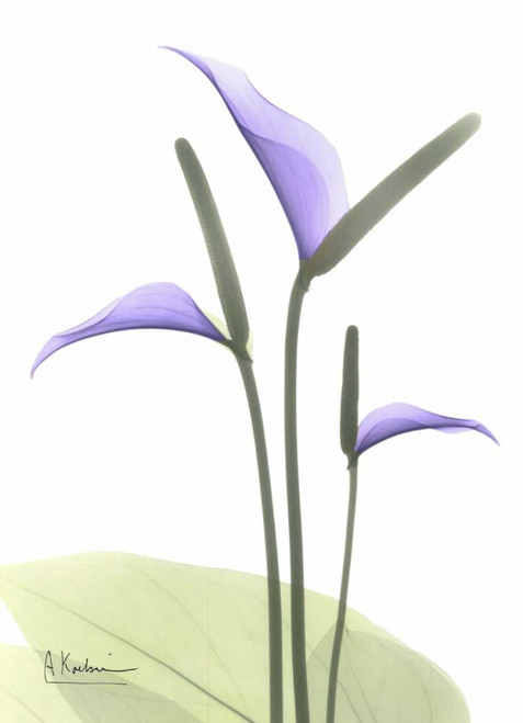 Flamingo Plant in Full Bloom Poster Print by Albert Koetsier - Item # VARPDXAKRC104A